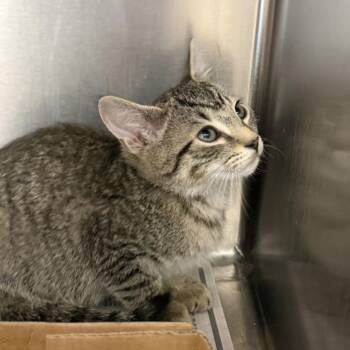 Maserati -  Domestic Short Hair Cat for Adoption in Marshall, Virginia - Maserati | PetCurious
