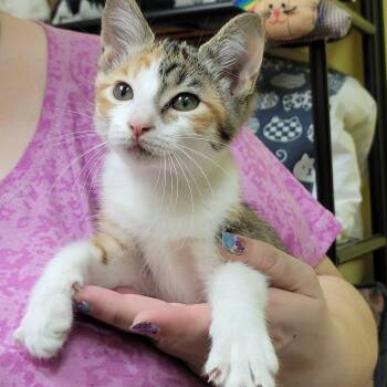 Felicia -  Domestic Short Hair Cat Available for Adoption in Memphis, Tennessee - Felicia | PetCurious