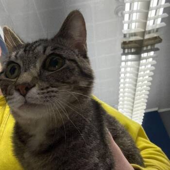 Domestic Short Hair Cats Available for Adoption - Mike | PetCurious