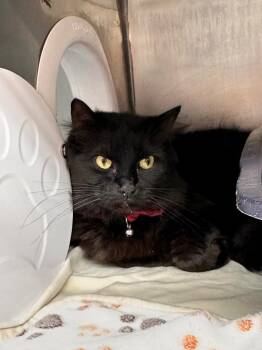 Matilda (Tillie) -  Domestic Long Hair Cat for Adoption in Plymouth, Connecticut - Matilda (Tillie) | PetCurious