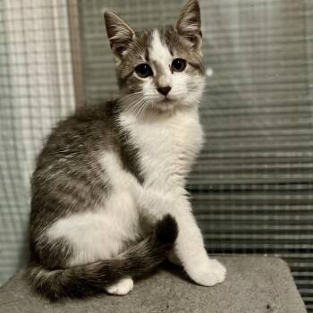 Rescue Domestic Short Hair Cats for Adoption in Lake Geneva, Wisconsin - Marshmallow | PetCurious