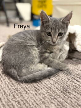 Rescue Domestic Short Hair Cats for Adoption in Denver, Colorado - Freya Cresthaven (Western Slope) | PetCurious