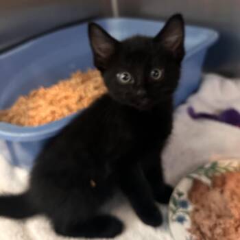 Domestic Short Hair Cats Available for Adoption in Rocky Mount, Virginia - Ground Round | PetCurious