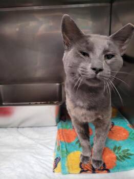 Cosmo -  Domestic Short Hair Cat for Adoption in Linton, Indiana - Cosmo | PetCurious