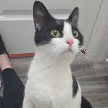 Domestic Short Hair Cats Available for Adoption in Snow Hill, North Carolina - Belle | PetCurious