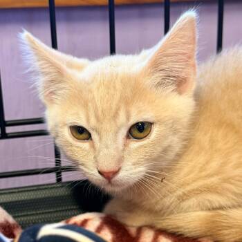 Hunter -  Domestic Short Hair Cat for Adoption in Redwood Valley, California - Hunter | PetCurious