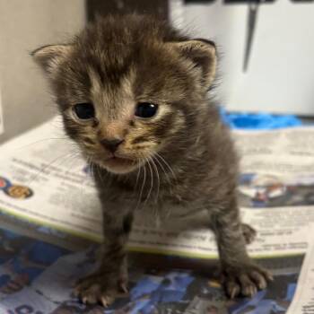 Domestic Short Hair Cats Available for Adoption in Yuma, Arizona - Cyborg | PetCurious