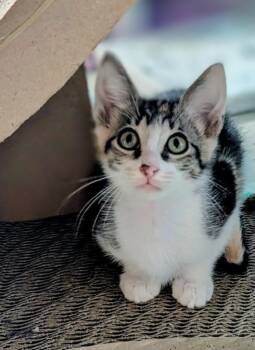 Tequila Rose -  Calico Cat for Adoption in San Antonio, Texas - Tequila Rose | PetCurious
