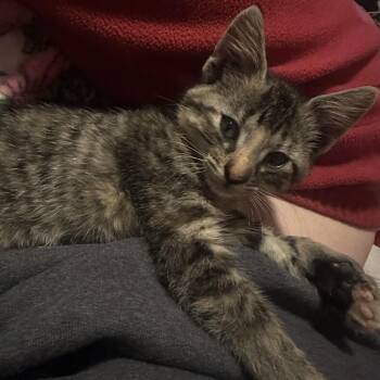 Found (Rosy) -  Domestic Short Hair Cat for Adoption in Rochester, Minnesota - Found (Rosy) | PetCurious