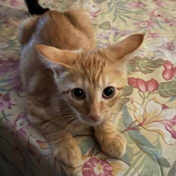 Bambie -  American Shorthair Cat for Adoption in Mount Vernon, Arkansas - Bambie | PetCurious