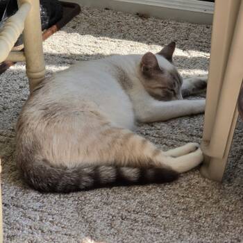 Rescue Siamese Cats for Adoption in Bloomington, Illinois - Cider | PetCurious