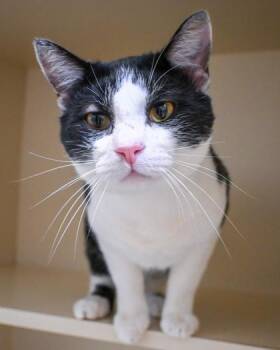 Anchorage -  Domestic Short Hair Cat for Adoption in Chamblee, Georgia - Anchorage | PetCurious