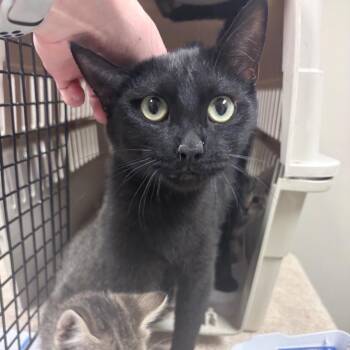 Domestic Short Hair Cats Available for Adoption in Reno, Nevada - Roxie | PetCurious