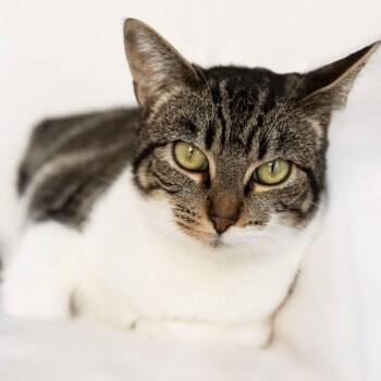 ANNA -  Domestic Short Hair Cat for Adoption in Rowland Heights, California - ANNA | PetCurious