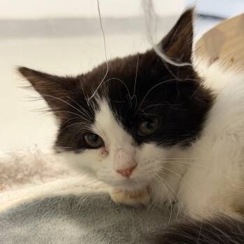 Akari -  Domestic Long Hair Cat for Adoption in Hampton Bays, New York - Akari | PetCurious