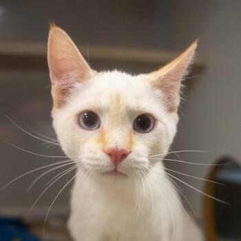 Duchess -  Siamese and Domestic Short Hair Cat for Adoption in Pawling, New York - Duchess | PetCurious