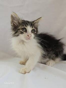 Domestic Long Hair Cats Available for Adoption in Liverpool, Texas - Sage | PetCurious