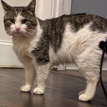 Domestic Short Hair Cats Available for Adoption in Mocksville, North Carolina - Little Guy | PetCurious