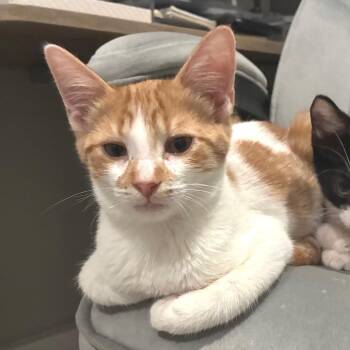 Dazzle -  Domestic Short Hair Cat for Adoption in Bulverde, Texas - Dazzle | PetCurious