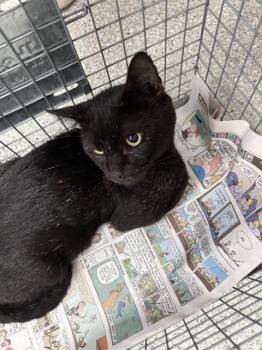 RAMEN -  Domestic Short Hair Cat for Adoption in Pasadena, Texas - RAMEN | PetCurious