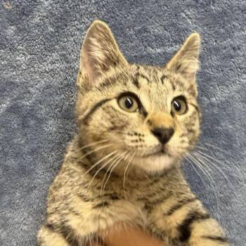Stetson -  Domestic Short Hair Cat for Adoption in Ontario, Oregon - Stetson | PetCurious