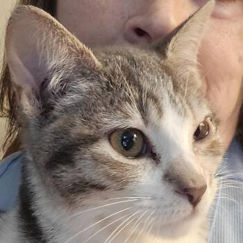 Sully in Chestertown, MD -  Domestic Short Hair Cat for Adoption - Sully In Chestertown, MD | PetCurious