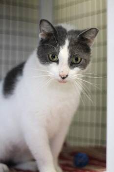 Danny -  Domestic Short Hair Cat for Adoption in Trenton, New Jersey - Danny | PetCurious