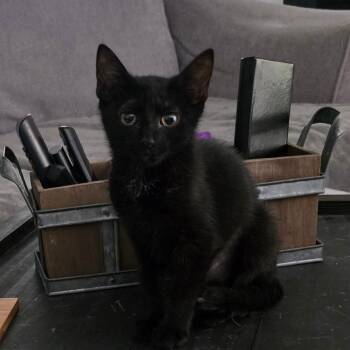 Rescue Domestic Short Hair Cats for Adoption in Fort Worth, Texas - Nadia | PetCurious