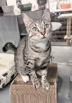 JOY -  Domestic Short Hair Cat for Adoption in Ridgeland, Mississippi - JOY | PetCurious