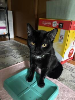 Domestic Short Hair Cats Available for Adoption in New Woodstock, New York - EMERIL | PetCurious