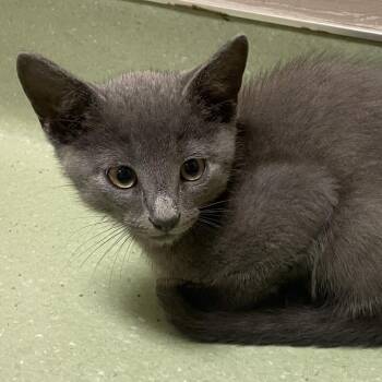 Goose -  Domestic Short Hair Cat for Adoption in Norman, Oklahoma - Goose | PetCurious