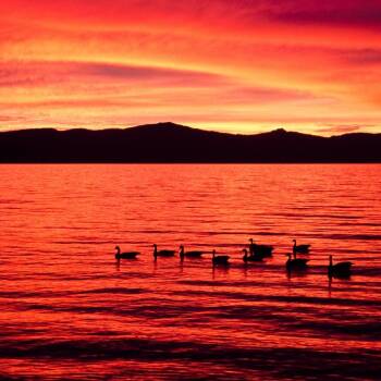 Domestic Short Hair Cats Available for Adoption in Jasper, Indiana - Lavender | PetCurious