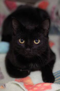 Rescue Domestic Short Hair Cats for Adoption in Calhoun, Kentucky - Wednesday | PetCurious