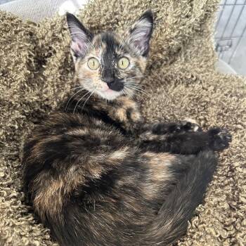 Dot -  Domestic Medium Hair Cat for Adoption in La Grange, Kentucky - Dot | PetCurious