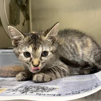 Blaze -  Domestic Short Hair Cat for Adoption in Milton, Florida - Blaze | PetCurious