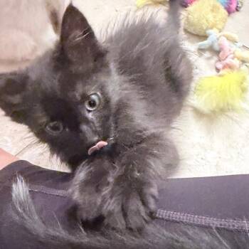 Friedrich -  Domestic Medium Hair Cat Available for Adoption in Cumming, Georgia - Friedrich | PetCurious