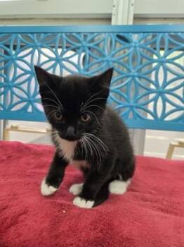 Sausage -  Domestic Short Hair Cat for Adoption in Savannah, Georgia - Sausage | PetCurious