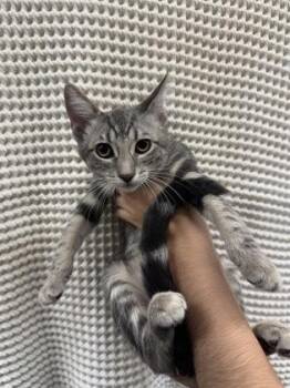 Zara -  Domestic Short Hair Cat for Adoption in Honolulu, Hawaii - Zara | PetCurious