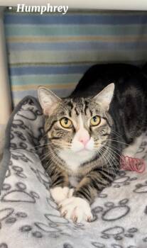 Humphrey -  Tabby Cat for Adoption in Little Falls, Minnesota - Humphrey | PetCurious