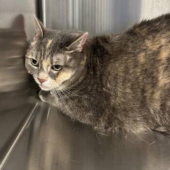 Della -  Domestic Short Hair Cat for Adoption in Greensboro, North Carolina - Della | PetCurious