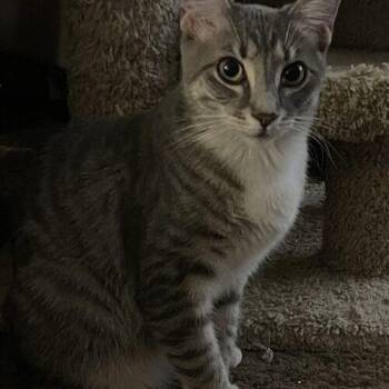 Rosella -  Domestic Short Hair Cat for Adoption in Tampa, Florida - Rosella | PetCurious