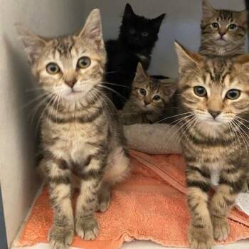 Umber -  Domestic Long Hair Cat for Adoption in Dayton, Ohio - Umber | PetCurious