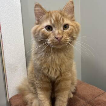 Wise -  Domestic Medium Hair Cat for Adoption in Puslinch, Ontario - Wise | PetCurious