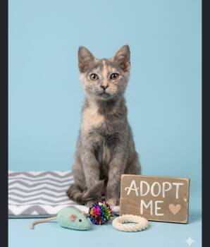 Jolly - Sweet and affectionate -  Domestic Short Hair Cat for Adoption in Muskego, Wisconsin - Jolly - Sweet And Affectionate | PetCurious
