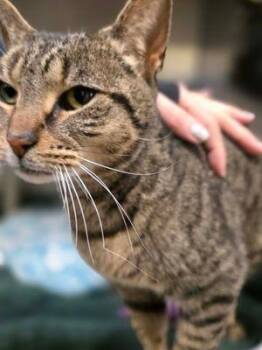 Domestic Short Hair Cats Available for Adoption - Daffodil | PetCurious