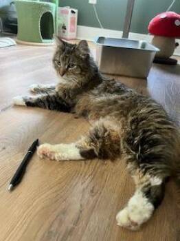 Domestic Long Hair and Domestic Short Hair Cats Available for Adoption in West Chester, Pennsylvania - Amira | PetCurious
