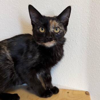 Cable -  Domestic Short Hair Cat for Adoption in Cody, Wyoming - Cable | PetCurious