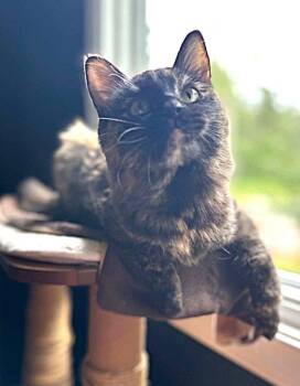 Truffles -  Tortoiseshell Cat for Adoption in Anchorage, Alaska - Truffles | PetCurious