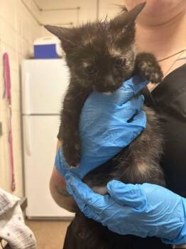 Nessie -  Domestic Short Hair Cat for Adoption in Fruit Heights, Utah - Nessie | PetCurious