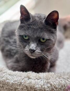 Olive -  Russian Blue Cat for Adoption in San Juan Capistrano, California - Olive | PetCurious